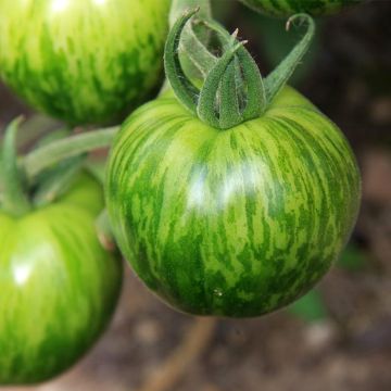Tomaat Green Zebra BIO