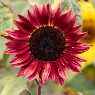Zonnebloem Desire Red F1 (zaad) - Helianthus annuus