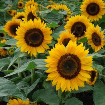 Zonnebloem Pradera F1 Gold (zaad) - Helianthus annuus