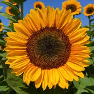Zonnebloem Pro-Cut F1 Orange Excel (zaad) - Helianthus annuus