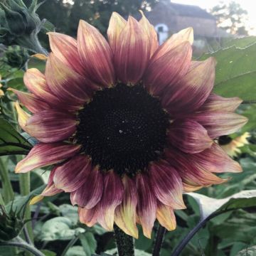 Zonnebloem Pro-Cut F1 Plum (zaad) - Helianthus annuus