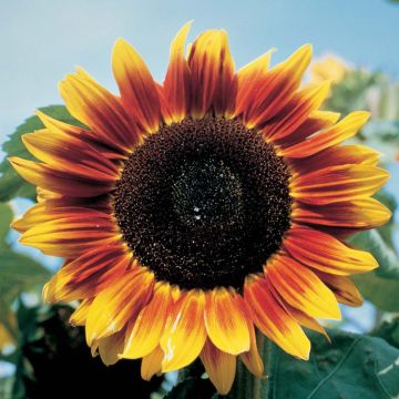 Zonnebloem Solar Eclipse F1 (zaad) - Helianthus annuus