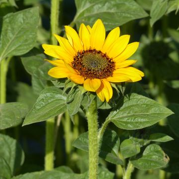 Zonnebloem Sonja (zaad) - Helianthus annuus