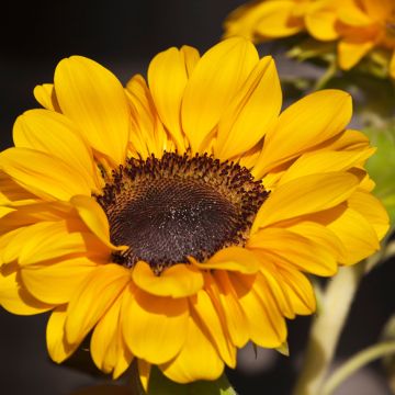 Zonnebloem Soraya (zaad) - Helianthus annuus