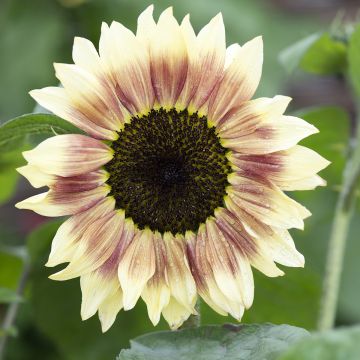 Zonnebloem Summer Lovin F1 (zaad) - Helianthus annuus