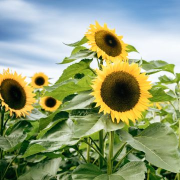Zonnebloem Uniflorus Giganteus (zaad) - Helianthus annuus