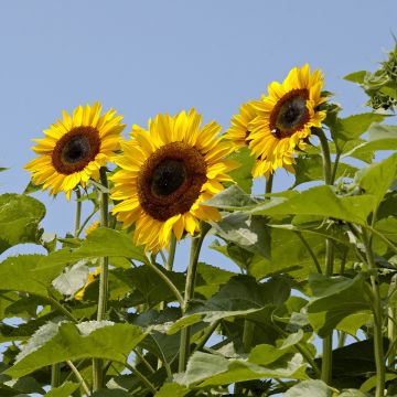 Zonnebloem Titan (zaad) - Helianthus annuus
