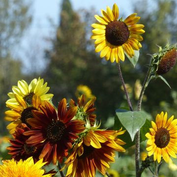 Zonnebloem Autumn Beauty Mix (zaad) - Helianthus annuus