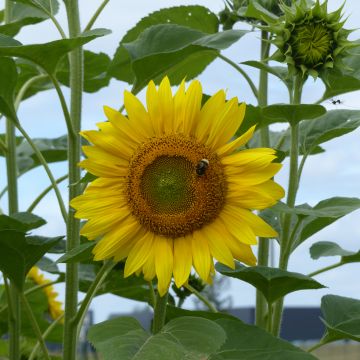 Zonnebloem Peredovick biologisch (zaad) - Helianthus annuus
