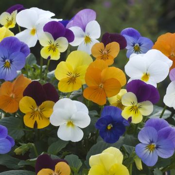 Viola wittrockiana Floral Powers Mixed F1 Hybrid (zaad) - Grootbloemige viool