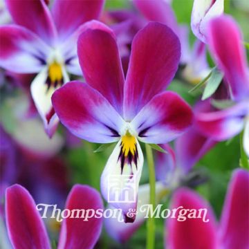 Viola wittrockiana Bunny Ears (zaad) - Grootbloemige viool