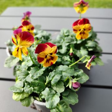 Viola cornuta Laeta Fire (zaad) - Hoornviooltje