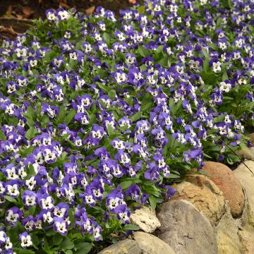 Viola cornuta Sorbet XP Delft Blue (zaad) - Hoornviooltje