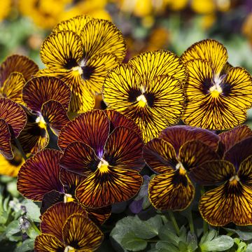 Viola cornuta Tiger Eye Mix (zaad) - Hoornviooltje