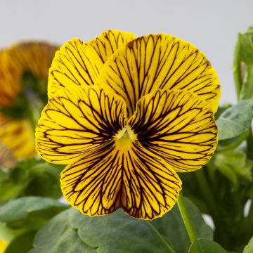 Viola cornuta Tiger Eye Geel (zaad) - Hoornviooltje