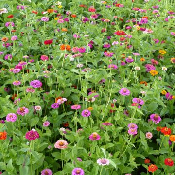 Zinnia elegans Lilliput Mix (zaad) biologisch - Zahara-bloem