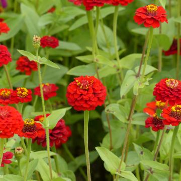 Zinnia elegans Lilliput Scarlet Gem (zaad) - Zahara-bloem