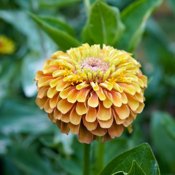 Zinnia elegans Queeny Lemon Peach (zaad) - Zahara-bloem