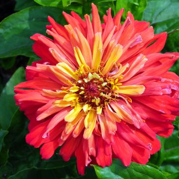 Zinnia elegans Señora (zaad) - Zahara-bloem