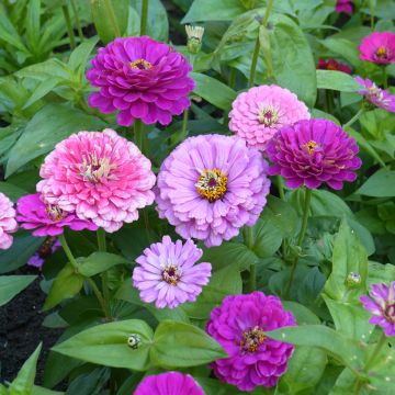 Zinnia elegans Art Deco (zaad) - Zahara-bloem