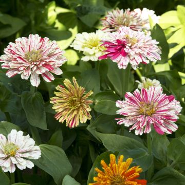 Zinnia elegans Candy Cane Mixed (zaad) - Zahara-bloem