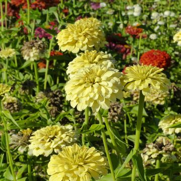 Zinnia elegans Isabellina (zaad) - Zahara-bloem