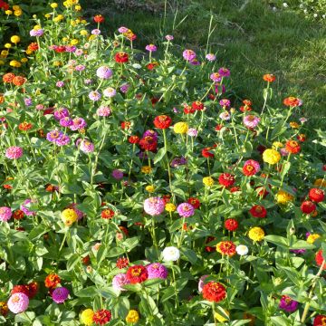 Zinnia elegans Lilliput Mix (zaad) - Zahara-bloem