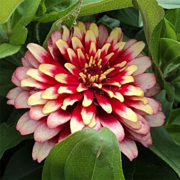 Zinnia elegans Swizzle Cherry & Ivory (zaad) - Zahara-bloem