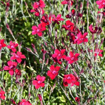 Dianthus deltoides Fanal (zaad) - Steenanjer