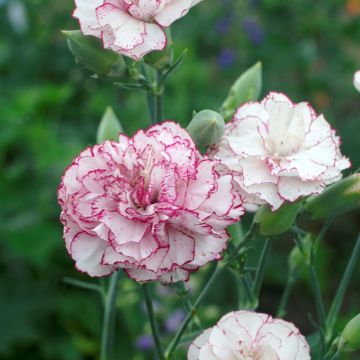 Dianthus caryophyllus Chabaud Benigna (zaad) - Anjer