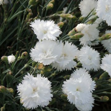 Dianthus Albus Plenus (zaad) - Anjer