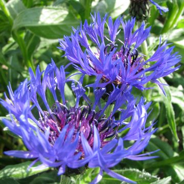 Centaurea montana (zaad) - Bergkorenbloem