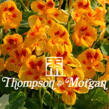 Oost-Indische kers Troika Spotty Dotty (zaad) - Tropaeolum majus