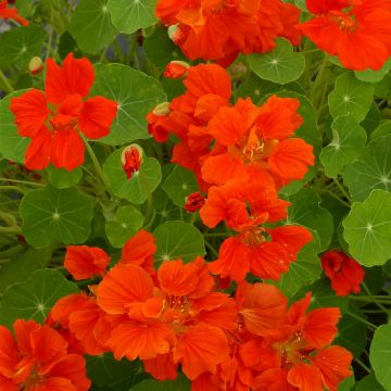 Oost-Indische kers nanum Whirlybird Orange (zaad) - Tropaeolum majus