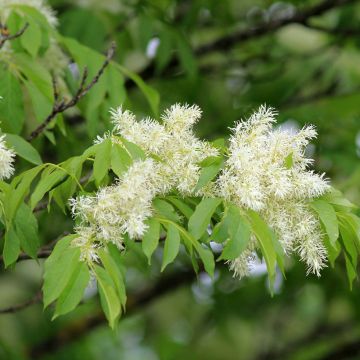 Fraxinus ornus (zaad) - Pluim-es