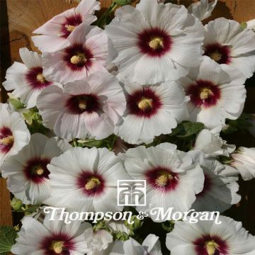 Alcea rosea Halo Blossom (zaad) - Stokroos