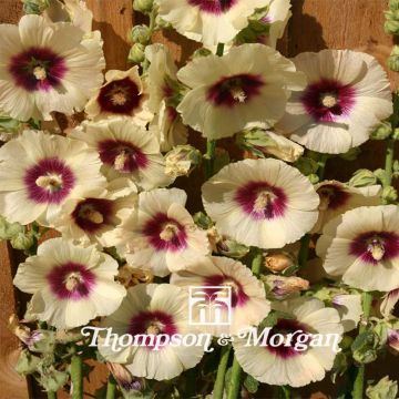 Alcea rosea Halo Cream (zaad) - Stokroos