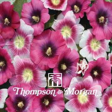 Alcea rosea Halo Perfect Pink (zaad) - Stokroos