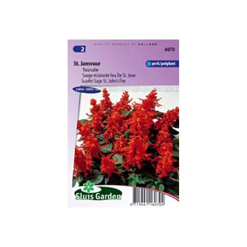 Salvia splendens St John s Fire - Vuursalie (zaad)