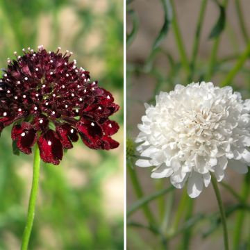 Scabiosa atropurpurea Ebony and Ivory (zaad) - Duifkruid