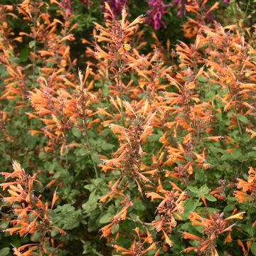 Agastache aurantiaca Apricot Sprite (zaad) - Dropplant