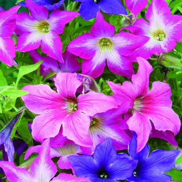 Petunia Sparklers (zaad) - Hangpetunia