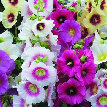 Alcea rosea Halo Mixed (zaad) - Stokroos