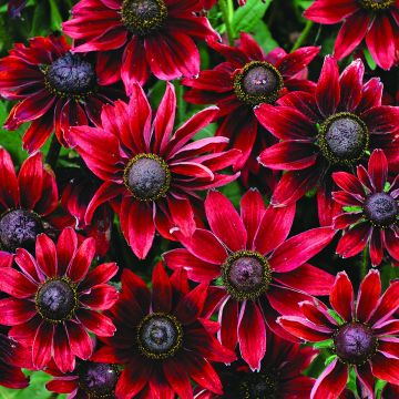 Rudbeckia hirta Cherry Brandy (zaad) - Zonnehoed