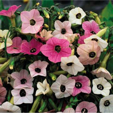 Nicotiana mutabilis Marshmallow (zaad) - Siertabak