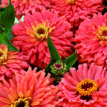 Zinnia elegans Señora (zaad) - Zahara-bloem