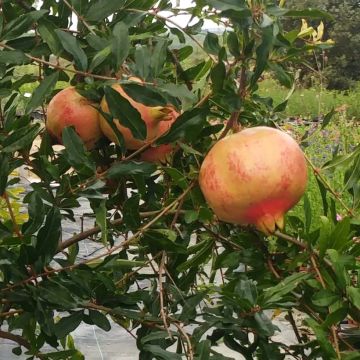 Granaatappel Sverkrannyi - Punica granatum