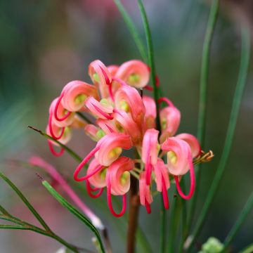 Grevillea johnsonii - Australische zilvereik