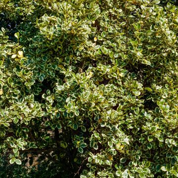 Griselinia littoralis Green Jewel - Kapuka