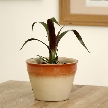 Guzmania Akabar - Luchtbromelia